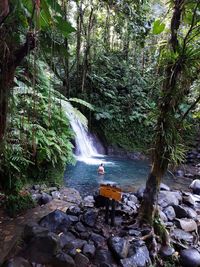 Scenic view of waterfall in forest