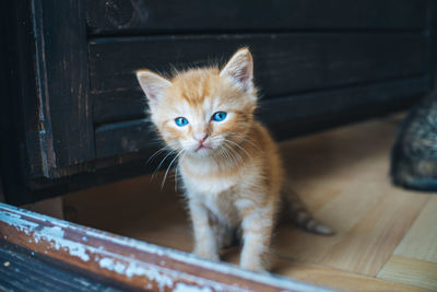 Portrait of kitten on floor