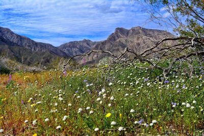 Scenic view of flowering plants on field against sky
