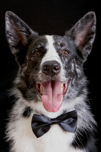 Close-up portrait of dog