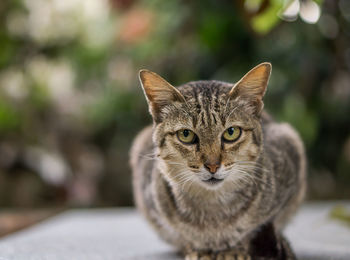 Close-up portrait of cat