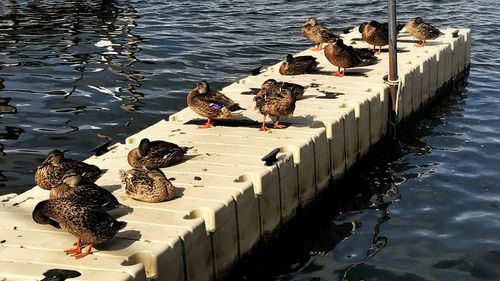 High angle view of birds perching on lake