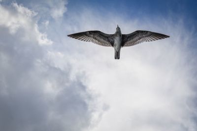 Low angle view of eagle flying in sky