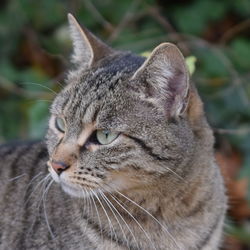 Close-up portrait of cat