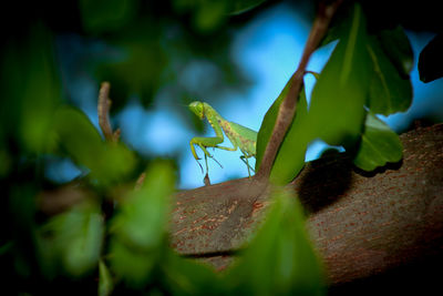 Close-up of insect on leaf