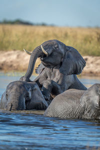 African elephant climbing on another in river