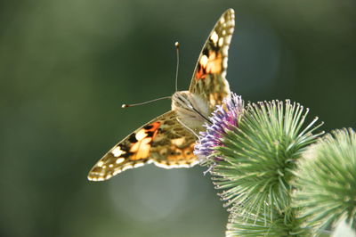 Close-up of butterfly perching on flower