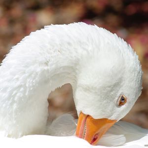 Close-up of white swan