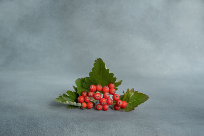 Rowan branch on a gray background