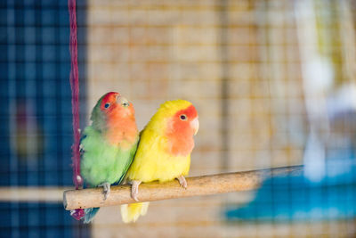 Close-up of parrot in cage