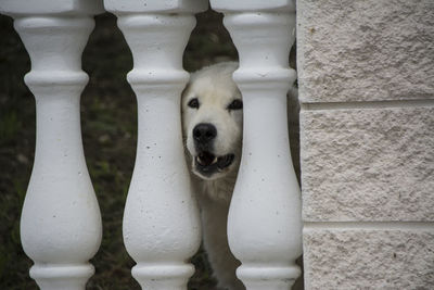 Portrait of white dog against wall