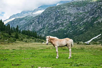 View of a horse on landscape