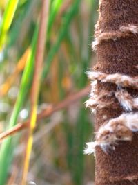 Close-up of plant against blurred background