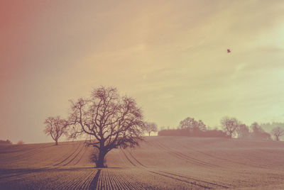 Bare tree on field against sky