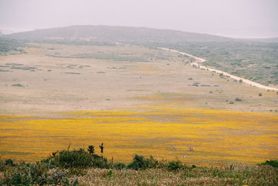 Scenic view of landscape