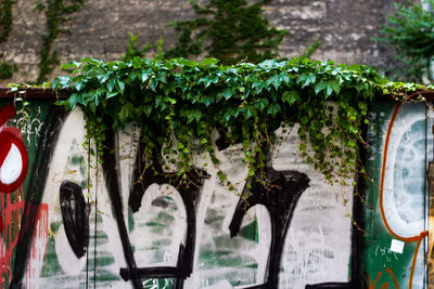 Plants growing on graffiti wall