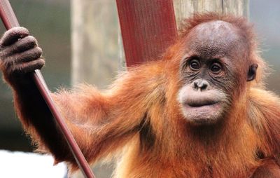 Close-up of orangatang