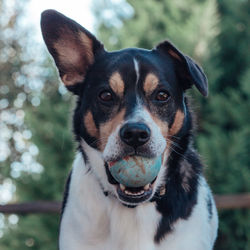 Close-up portrait of dog