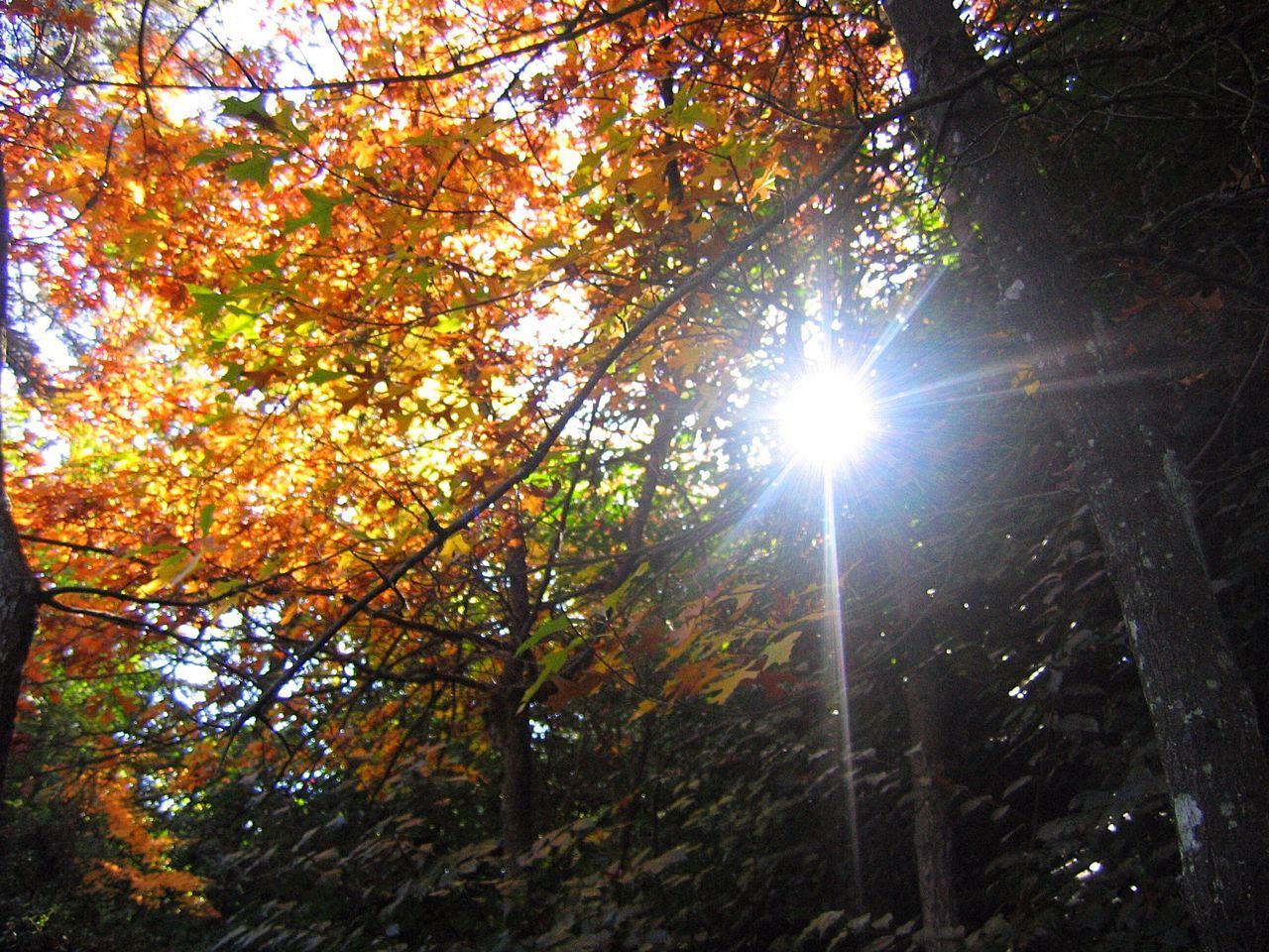 LOW ANGLE VIEW OF TREES IN AUTUMN