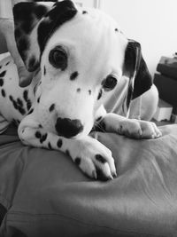 Close-up portrait of dog