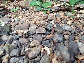 High angle view of pebbles