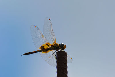 Low angle view of dragonfly on plant against sky