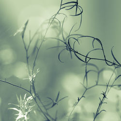 Close-up of plants against sky