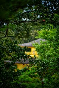 Close-up of flowering plants and trees in park