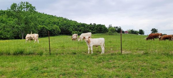 Horses in a field