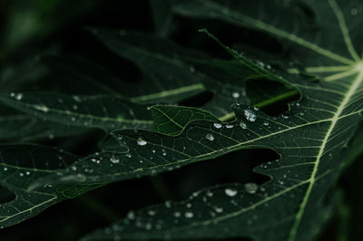 Close-up of raindrops on leaves