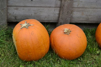 High angle view of pumpkins on field