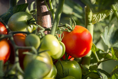 Close-up of tomatoes