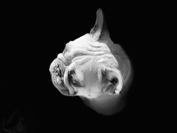 Close-up of a dog over black background