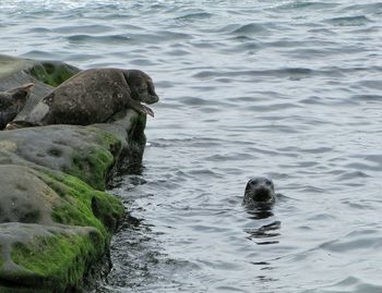 Seals in sea at la jolla