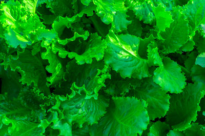 Full frame shot of green leaves
