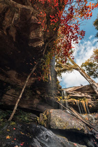 Low angle view of trees by mountain against sky