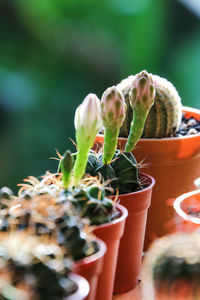 Close-up of succulent plant