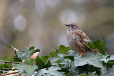 Close-up of bird perching on plant, dunnock or hedge sparrow, prunella modularis, on ivy leaves