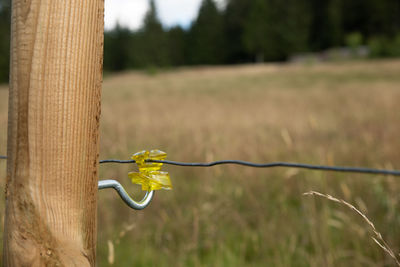 Close-up of yellow wooden post on field