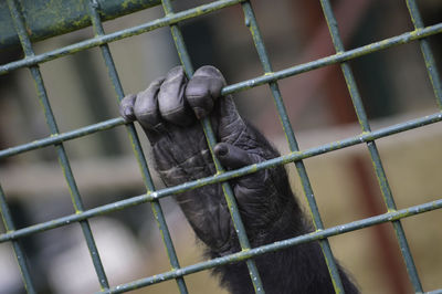 Monkey in cage