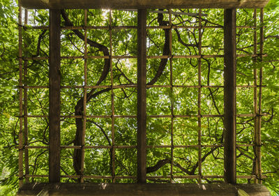 View of trees in forest