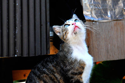 Close-up of cat looking up at home