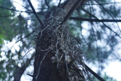 Low angle view of tree in forest