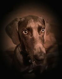 Close-up portrait of dog