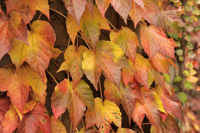 Close-up of maple leaves during autumn