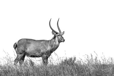 Deer standing on field against sky