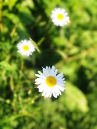 Close-up of white cosmos flowers blooming outdoors