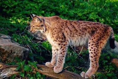 Cat on wood