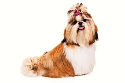 Close-up of a dog over white background