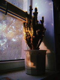 Close-up of potted plant on window sill